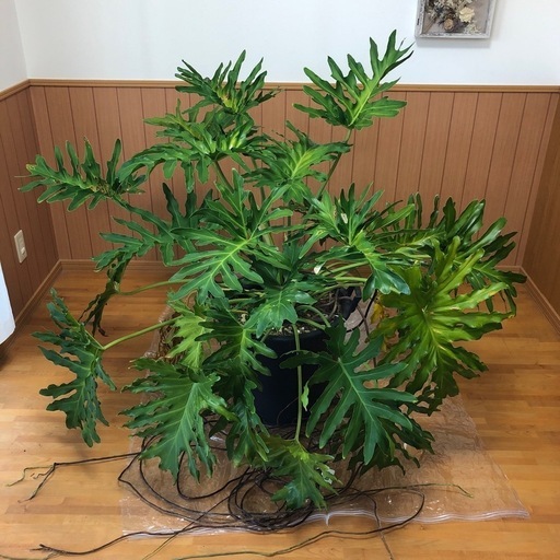 観葉植物　セローム