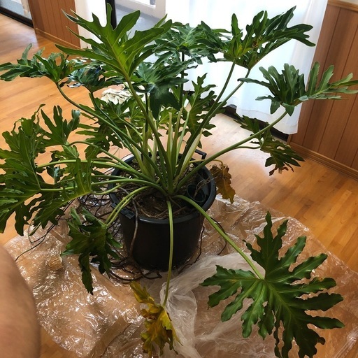 観葉植物　セローム