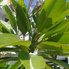 熱帯植物　観葉植物いかがですか　500円〜3000円　見学歓迎の画像