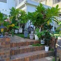 熱帯植物　観葉植物いかがですか　500円〜3000円　見学歓迎の画像