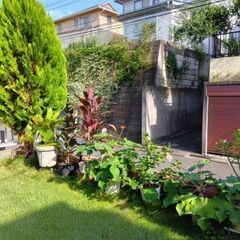 熱帯植物　観葉植物いかがですか　500円〜3000円　見学歓迎の画像