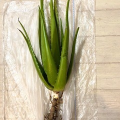 アロエベラ　植物　根付き　約70cm