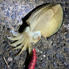 釣りガール👩🎣🦑募集💕 - スポーツ