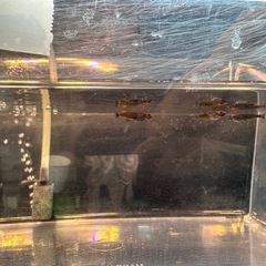 メダカ。販売致します