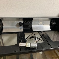 爬虫類