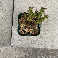 塊根植物　多肉植物　ユーフォルビア　レネウトニー①の画像