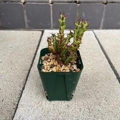 塊根植物　多肉植物　ユーフォルビア　レネウトニー①