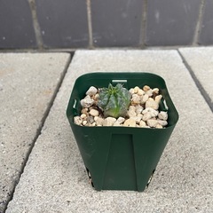 塊根植物　多肉植物　ユーフォルビア　ホリダ①