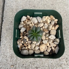 塊根植物　多肉植物　ユーフォルビア　ホリダ①の画像