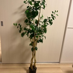 ニトリ　観葉植物　グリーン