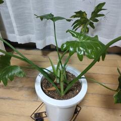 セローム　観葉植物　　の画像