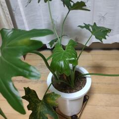 セローム　観葉植物　　の画像