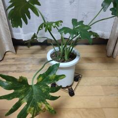 セローム　観葉植物　　の画像
