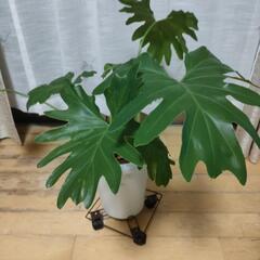 セローム　観葉植物　　の画像