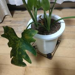 セローム　観葉植物　　の画像