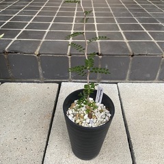 多肉植物　塊根植物　オペルクリカリア　パキプス①