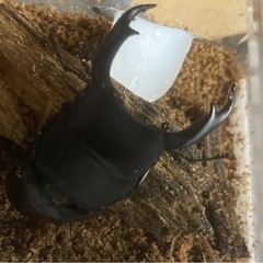 カブトムシ　オオカブト　クワガタ　昆虫用品まとめ売りの画像