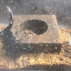 カブトムシ　オオカブト　クワガタ　昆虫用品まとめ売りの画像