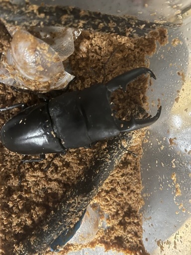 カブトムシ　オオカブト　クワガタ　昆虫用品まとめ売り