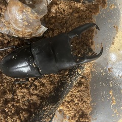 カブトムシ　オオカブト　クワガタ　昆虫用品まとめ売り