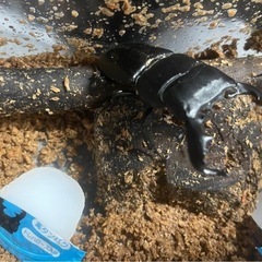 カブトムシ　オオカブト　クワガタ　昆虫用品まとめ売りの画像