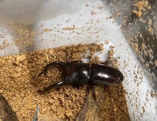 カブトムシ　オオカブト　クワガタ　昆虫用品まとめ売り