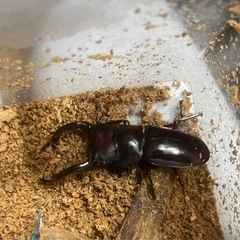 カブトムシ　オオカブト　クワガタ　昆虫用品まとめ売りの画像