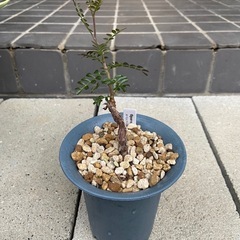 多肉植物　塊根植物　オペルクリカリア　パキプス②の画像