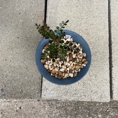 多肉植物　塊根植物　オペルクリカリア　パキプス②の画像