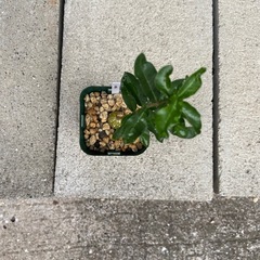 塊根植物 多肉植物 フォッケア エデュリス 火星人①の画像