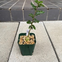 塊根植物 多肉植物 フォッケア エデュリス 火星人①