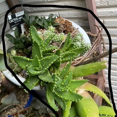 多肉植物、サボテン、ハオルチア、全てまとめて、差し上げます