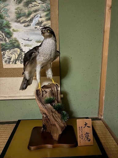 大鷹　剥製　縁起物