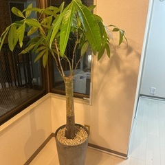 【10/18まで】140cmパキラの画像