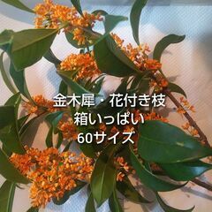 【数量限定 早い者勝ち！】 金木犀 キンモクセイ 花付き枝 60...