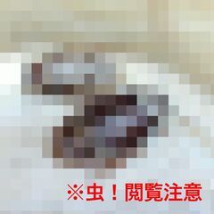 【閲覧注意】センチュリオンポーセリンローチ【観賞用ゴキブリ】