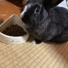 ミニウサギ里親募集致します - 新宮市