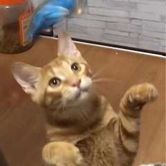 里親様決定！たまたまエイト！ けんだま君