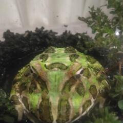 カエル