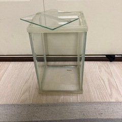 ベタ　キューブ水槽
