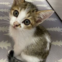 in春日井市☆子猫が沢山！保護猫をオウチに迎えよう☆2024年1...
