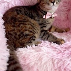まんまるビビちゃん🐱🎀