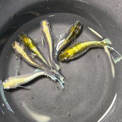 『エメキン』稚魚～若魚 5匹　メダカ　めだか