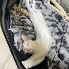 兄妹の猫さん