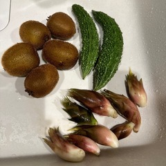 【受付終了】新鮮！茗荷、ゴーヤ、キュウイ