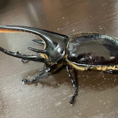 ネプチューンオオカブト　幼虫5匹の画像
