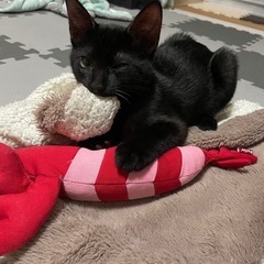 募集しています。里親さん決まりました✨ - 高松市