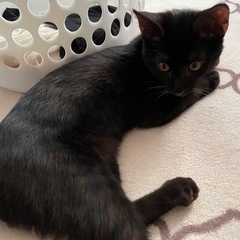 募集しています。里親さん決まりました✨ - 猫