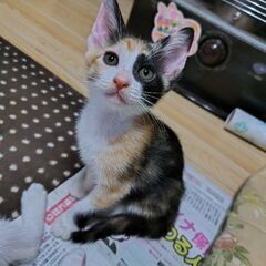 もらってください。