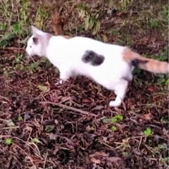 メスの三毛猫ちゃん